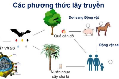 TRƯỜNG MẦM NON XUÂN HÒA TĂNG CƯỜNG TUYÊN TRUYỀN PHÒNG, CHỐNG BỆNH DO VI RÚT NIPAH VÀ BỆNH VIÊM MÀNG NÃO MÔ CẦU